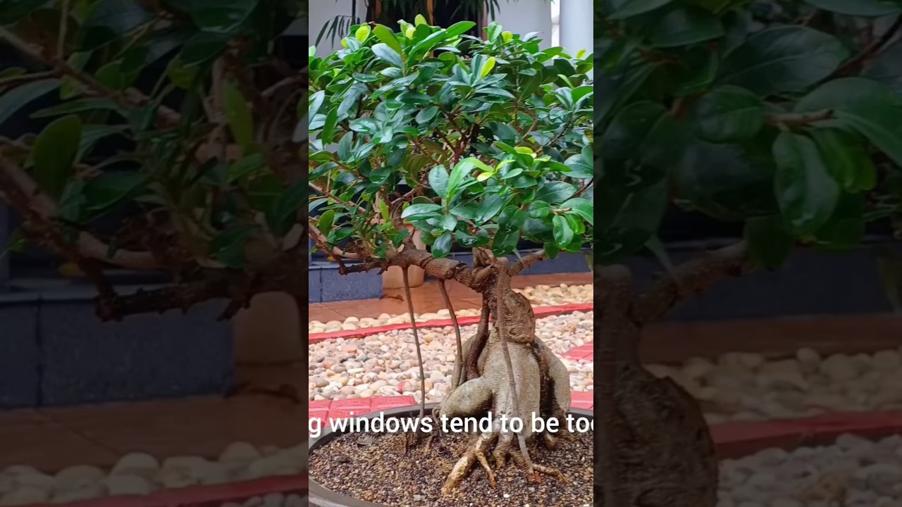 Indoor Bonsai trees from our collection