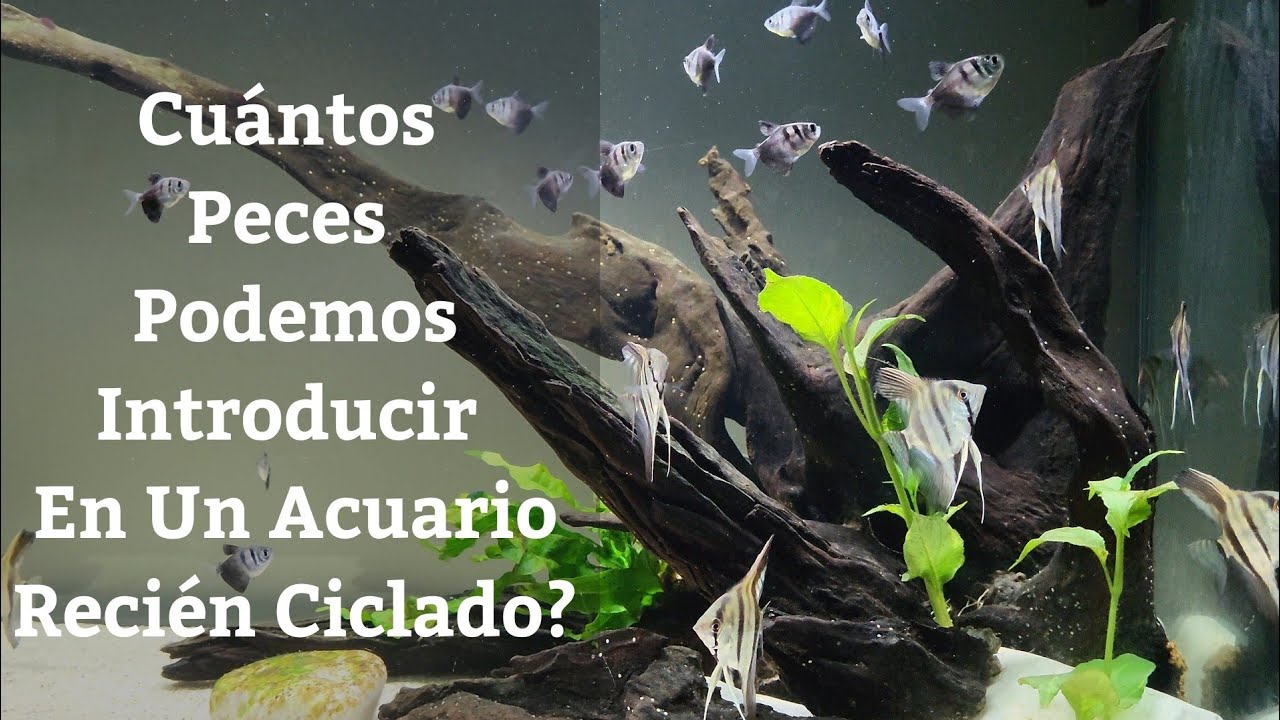 🔵 Cuántos Peces Podemos Introducir En Un Acuario Recien Ciclado? (Acuarios MB)