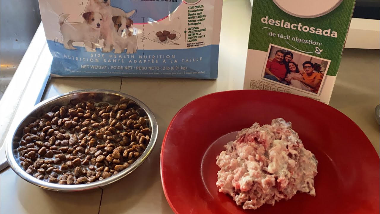 ALIMENTACIÓN de un PERRA después del PARTO | SEMANA 1 | La Casita de los Shih Tzu