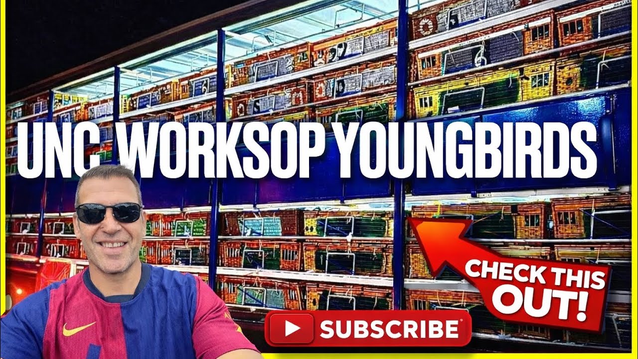 UNC - WORKSOP 1  YOUNGBIRDS Plainsfarm hs(great returns again) racing pigeons 2025