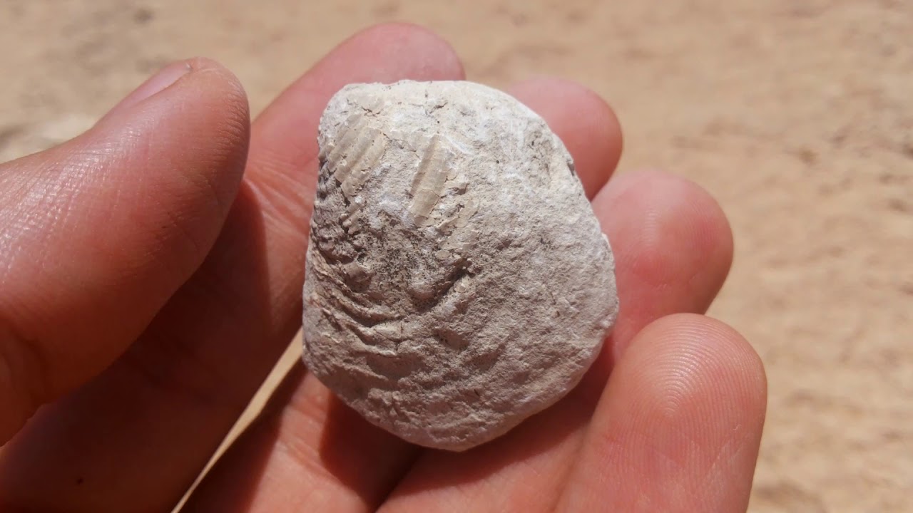 fossil hunting episode 18(fossil in marlstone)
