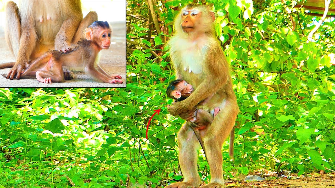 No time let baby walk...!! Monkey LiPa pays attention to escape from the pigtail monkey group.