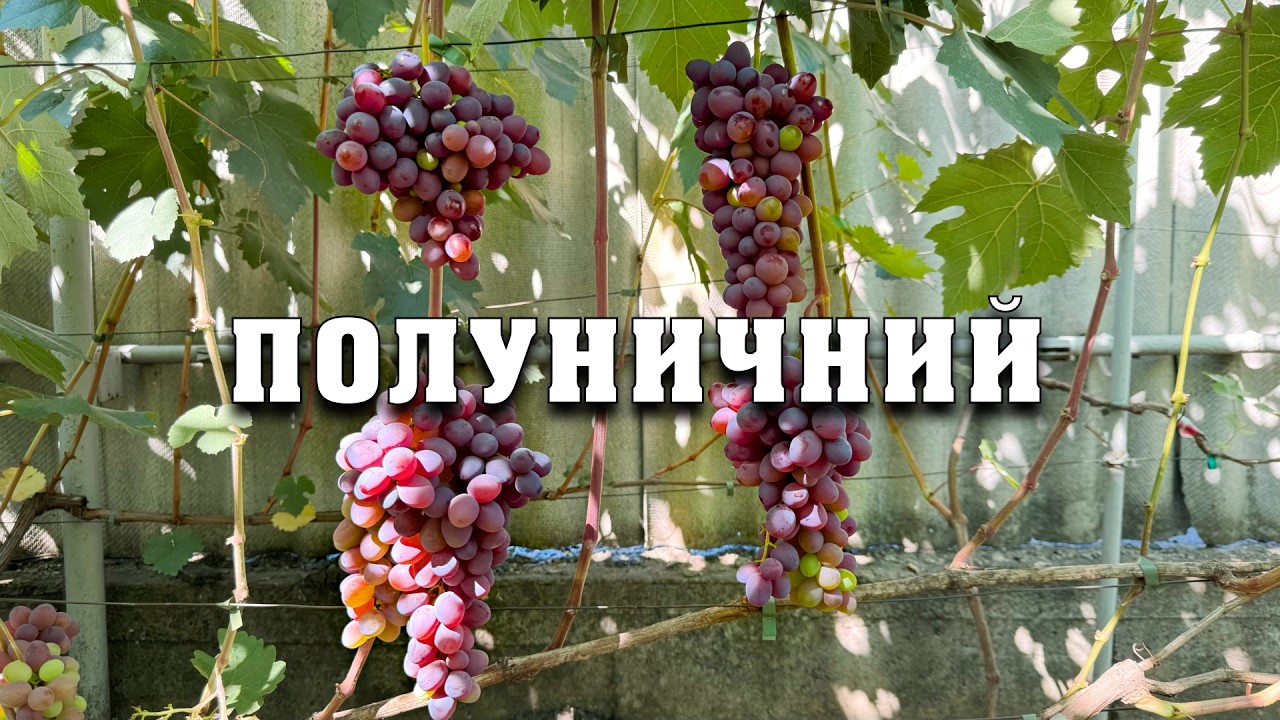Полуничний - давно перевірена гібридна форма яка має найкращий смак та не потребує укриття на зиму