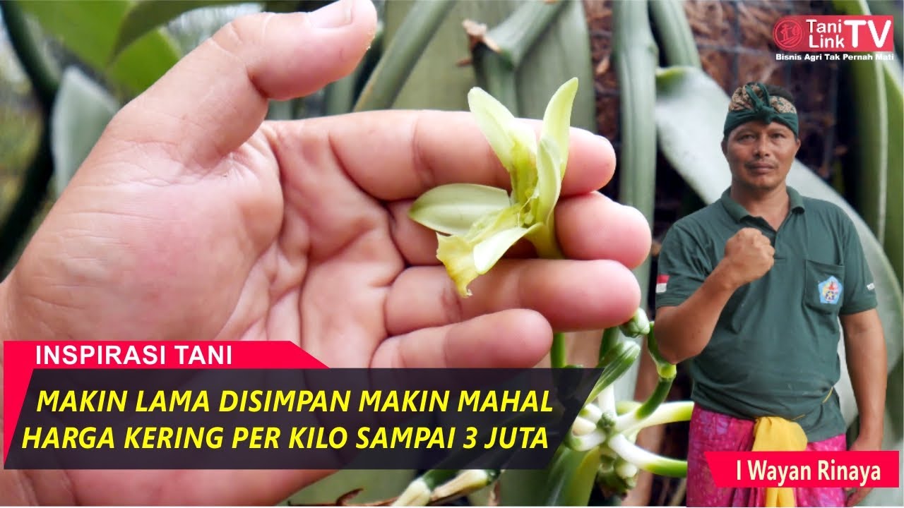 Cara Mudah Mengawinkan Vanili, Alatnya Sederhana Hasilnya Luar Biasa!