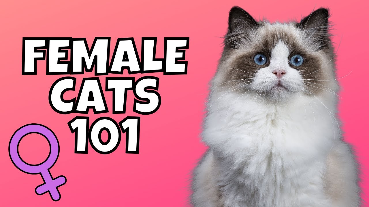Female Cats 101: What to Know Before Adopting One