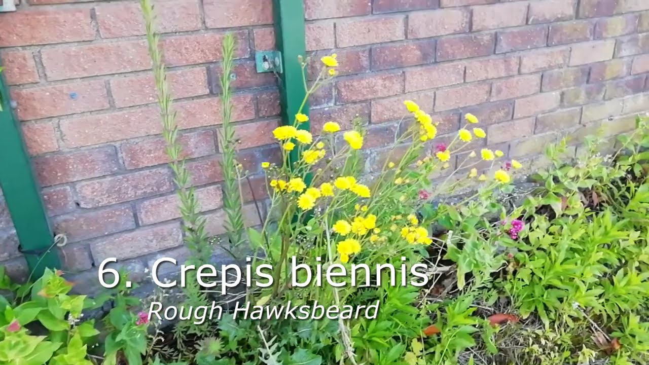 Video 10, Weeds and Wild Flowers Named, Biodiversity walk to Stillorgan