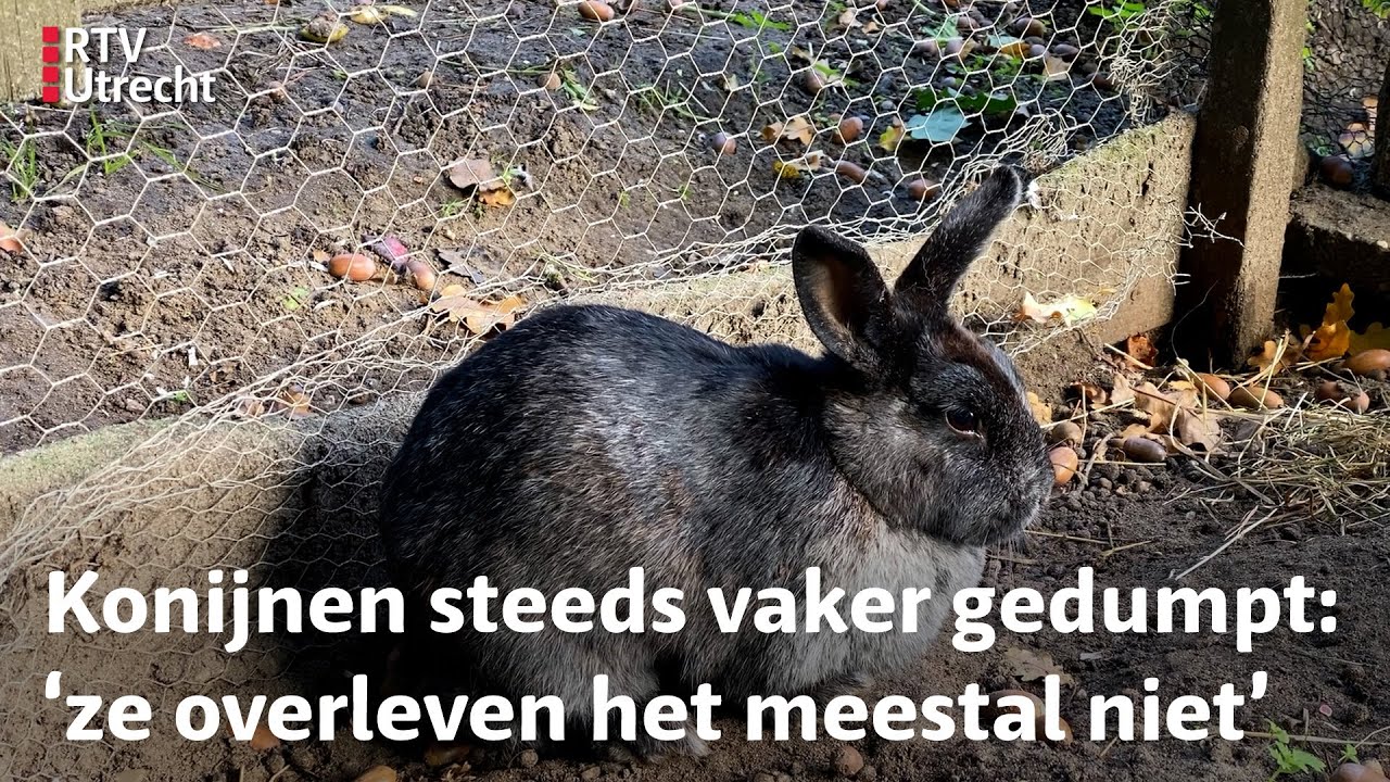 Kinderboerderij in Driebergen ziet steeds meer gedumpte konijnen | RTV Utrecht