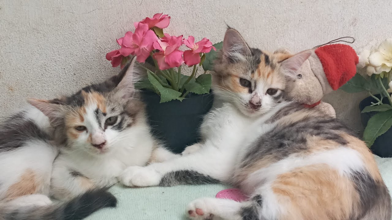 Time Machine Cats !!!! Longest Daily Cat's Story