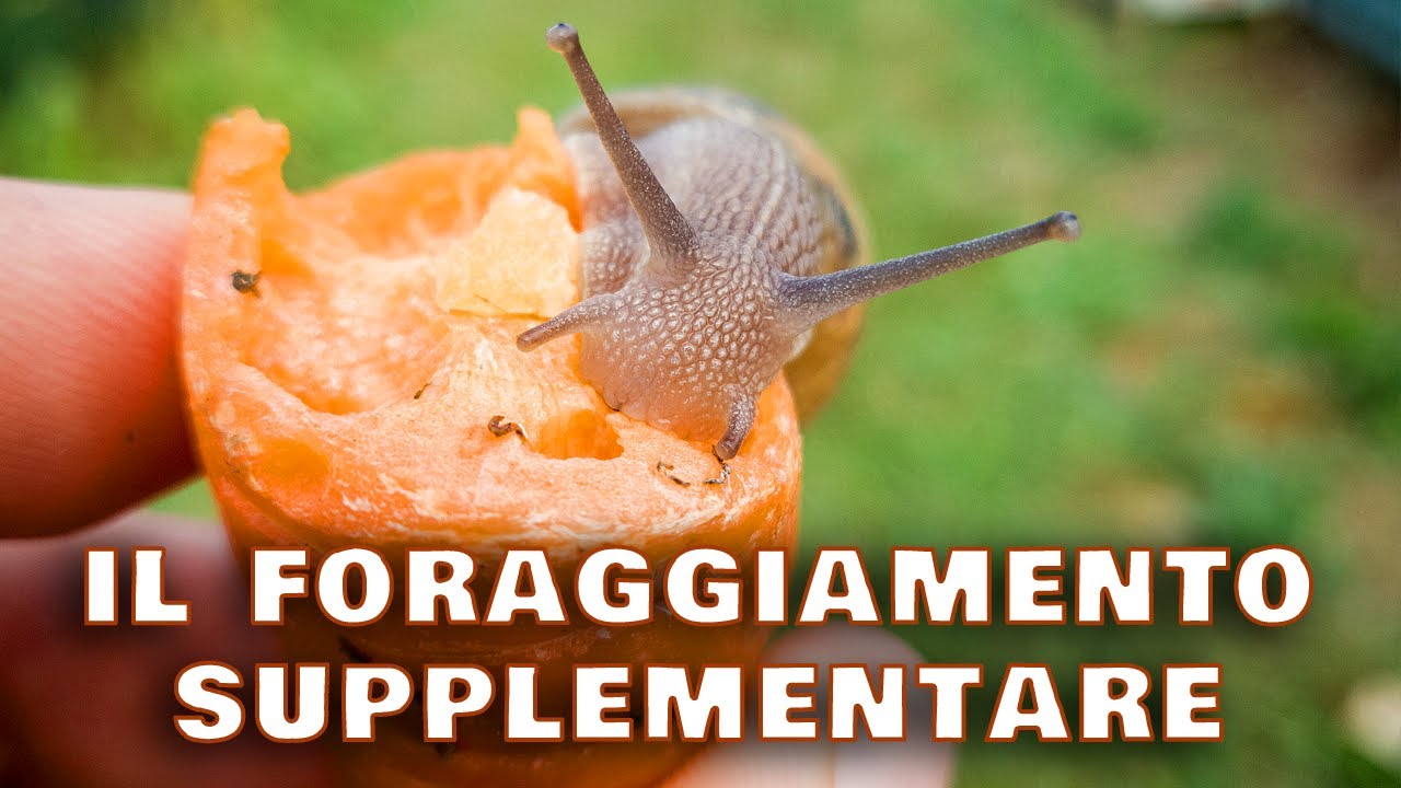 Il foraggiamento supplementare - Fornire alle chiocciole nutrimento dall'esterno!
