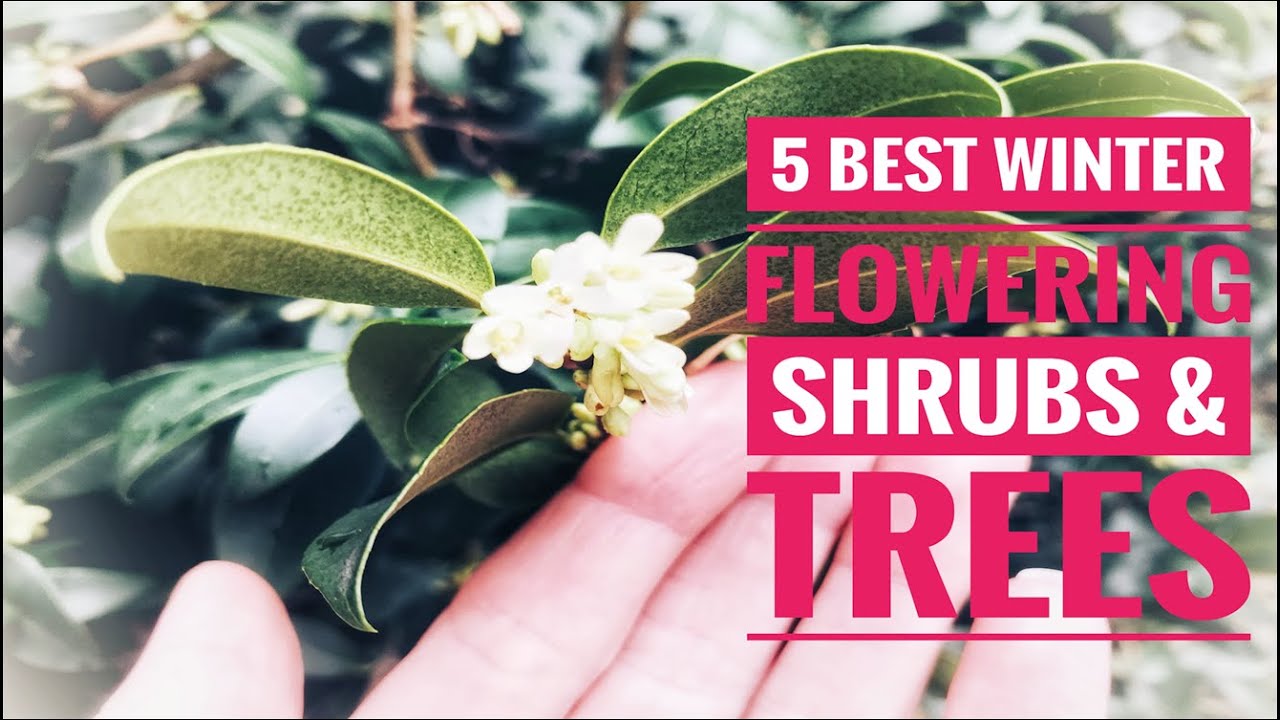 5 Best winter flowering shrubs and trees I Most popular shrubs and trees for winter interest
