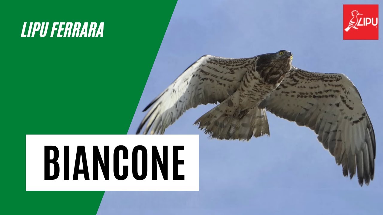 Liberazione di un Biancone (Circaetus gallicus)