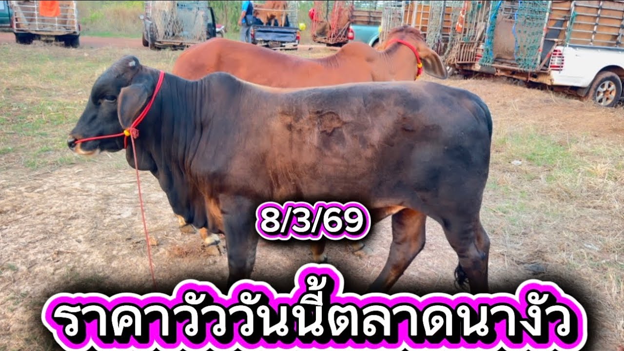 ชมบรรยากาศชื้อขายวัวตลาดนางัว อ.สว่าง จ.สกลนคร #ราคาวัววันนี้ 7/3/69