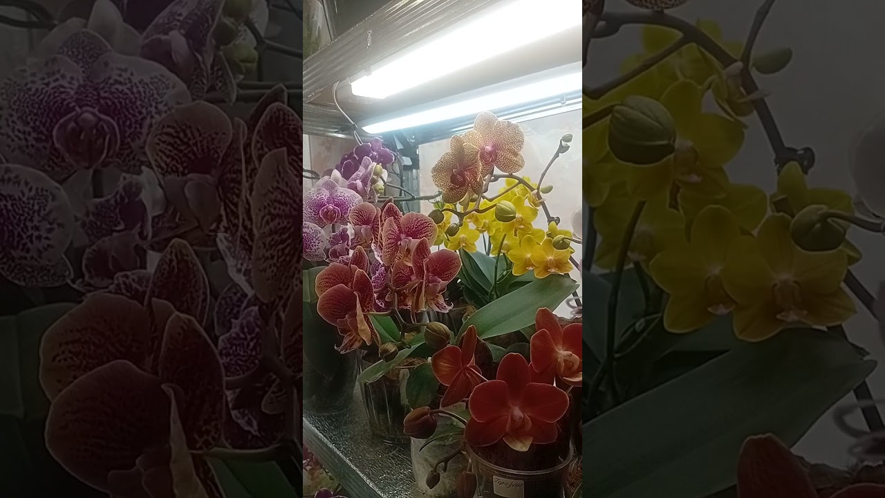 Реанімація орхідей при повній втраті коріння ##орхідеї #орхідеїдогляд #орхідеїреанімація 
