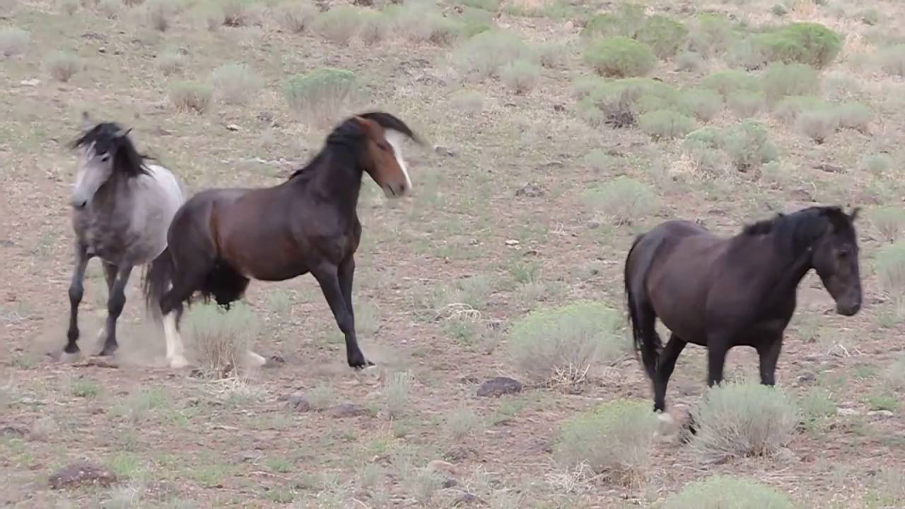 Mustang Hengst verteidigt seinen Stuten und Fohlen von Junggesellen