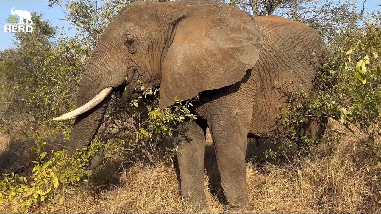 Tigere spends time with Elephants; Tokwe, Somopane and Sebakwe 🐘