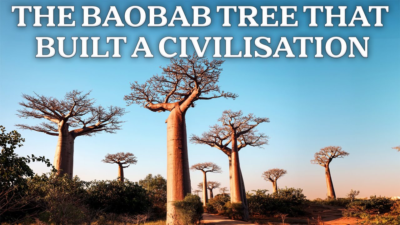 Baobab: How Africa&rsquo;s Giant Tree Stores More Water Than a City Reservoir