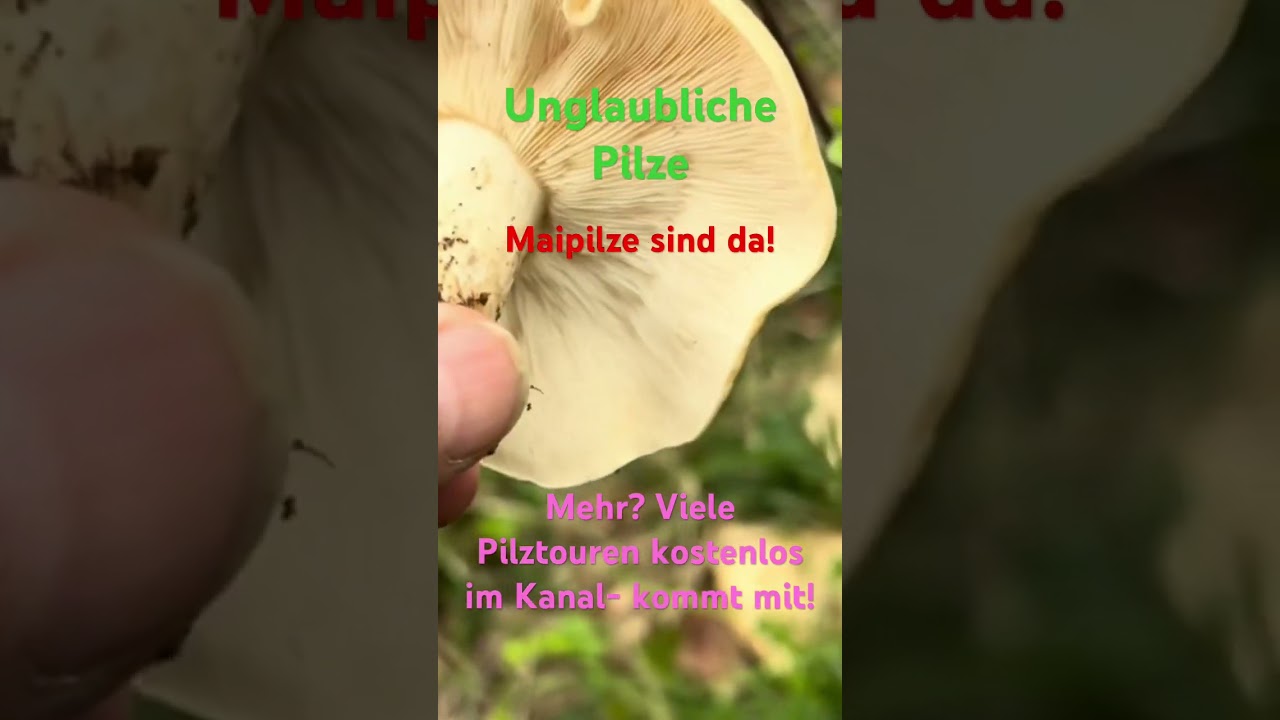 Maipilze sind da - Pilzticker L&ouml;rrach - Pilze sammeln im Fr&uuml;hling! April 2024