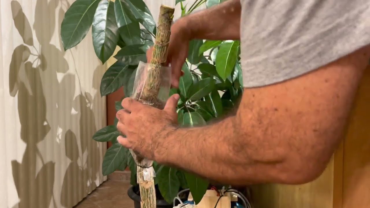 Schefflera, marcottage, bouturage (partie 1)