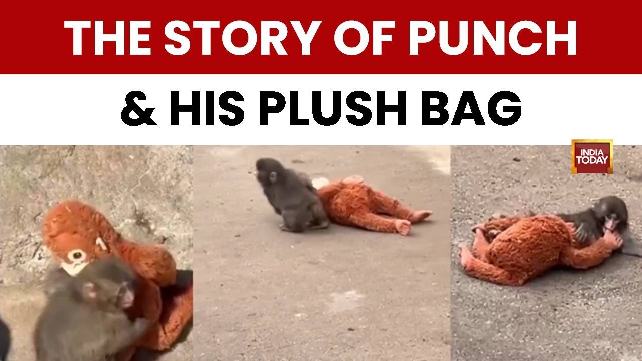 Viral Monkey Video: Abandoned Baby Macaque Punch Finds Comfort In Stuffed Toy, Wins Hearts Globally