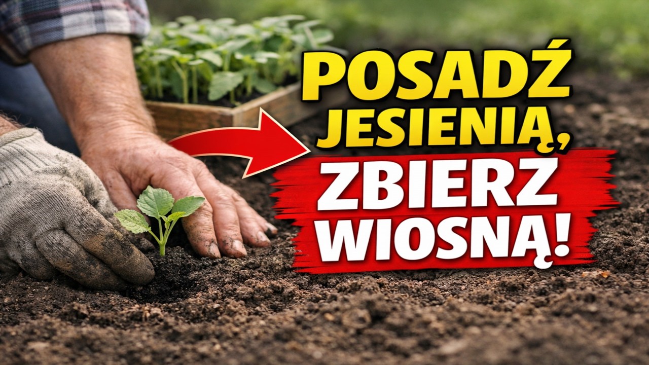 POSADŹ TO JESIENIĄ, A PLONY BĘDZIESZ MIEĆ JUŻ WIOSNĄ! 20 roślin dla niecierpliwych działkowców.