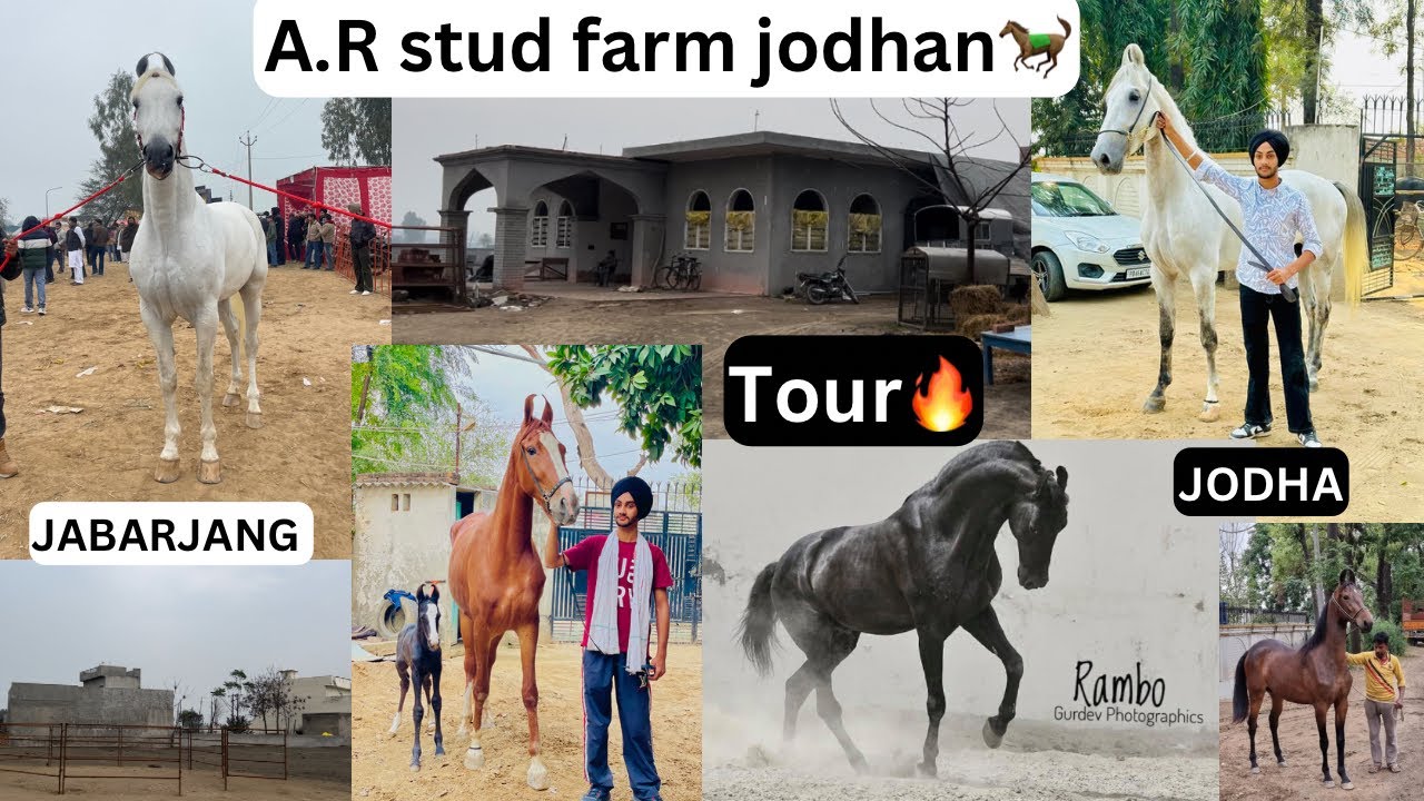 A.R stud farm Jodhan🐎//farm tour🔥//Rambo❤️
