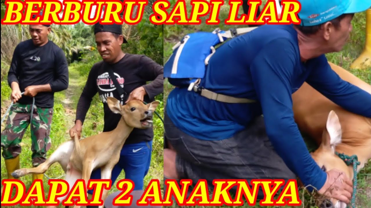 berburu sapi liar|| hanya dapat anakan 2 ekor sekali perangkap