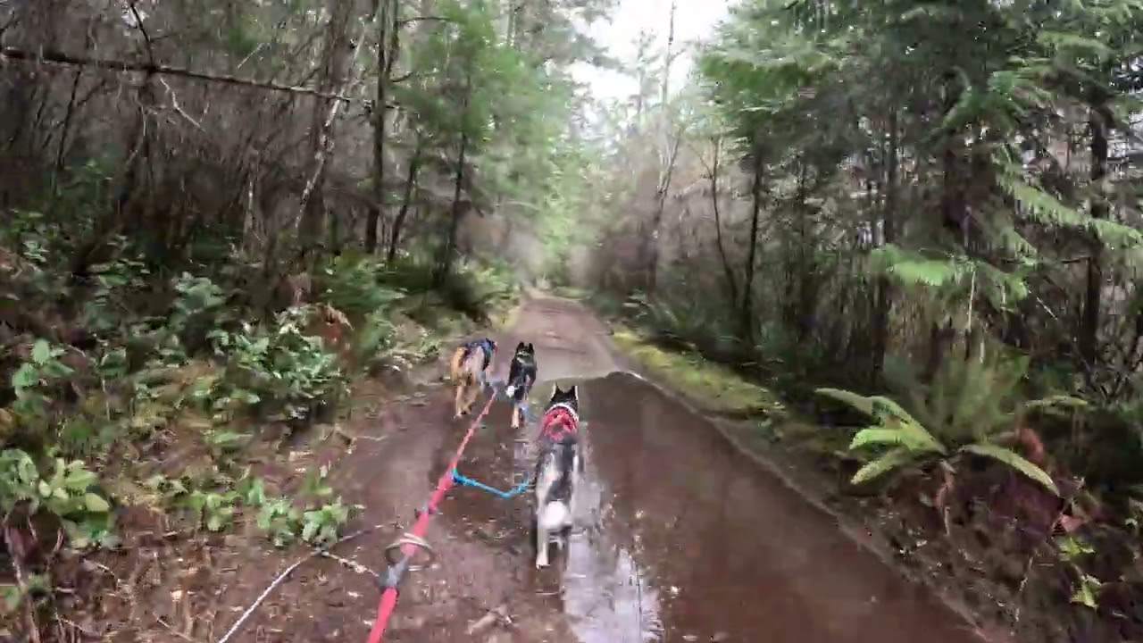 Bikejoring 3/6/26