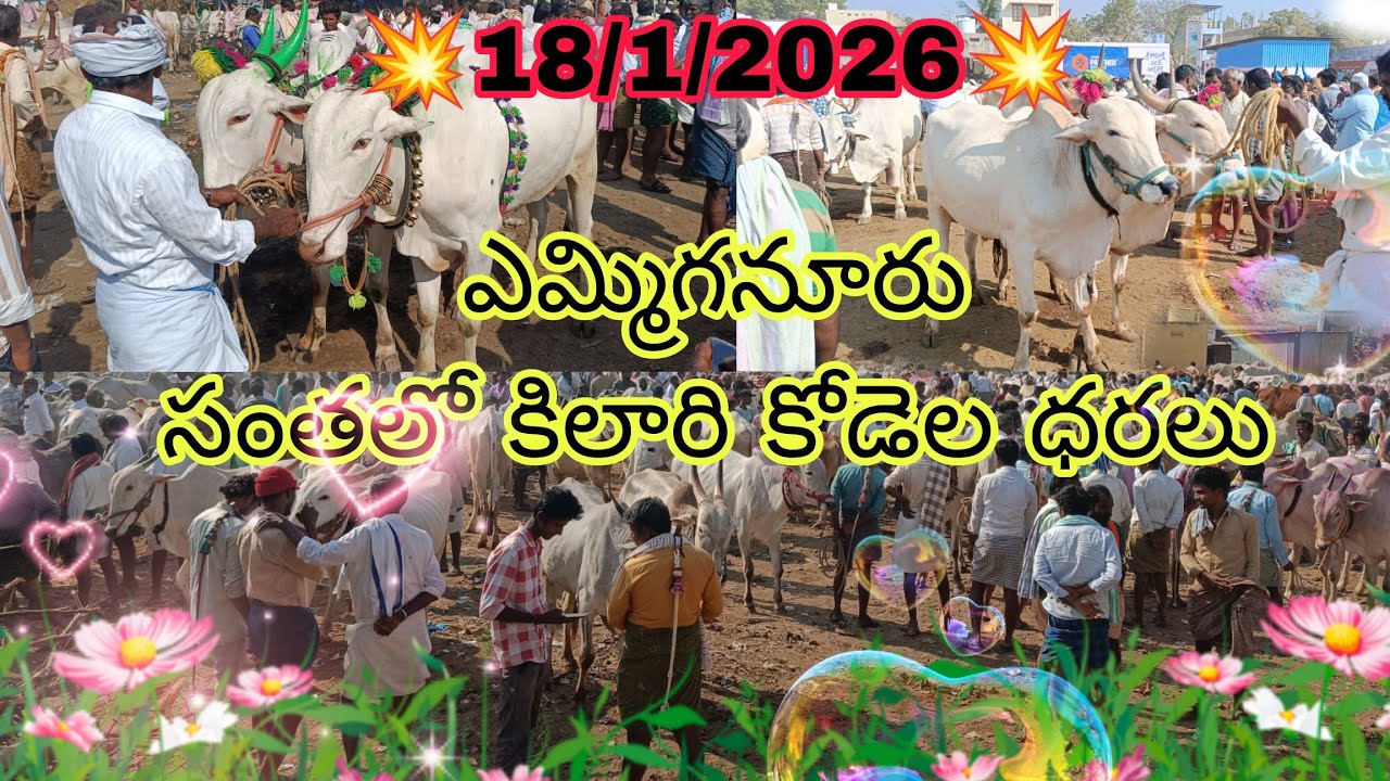 ఎమ్మిగనూరు సంతలో కిలారి కోడేలు పలికిన రేట్లు// #yemmiganur Sunday Bull's video's #trending #viral 