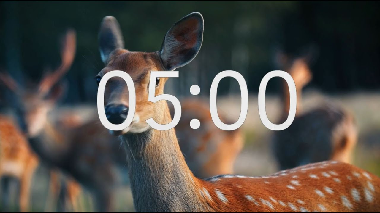 5 Minute Timer With Relaxing Music: Animal Theme