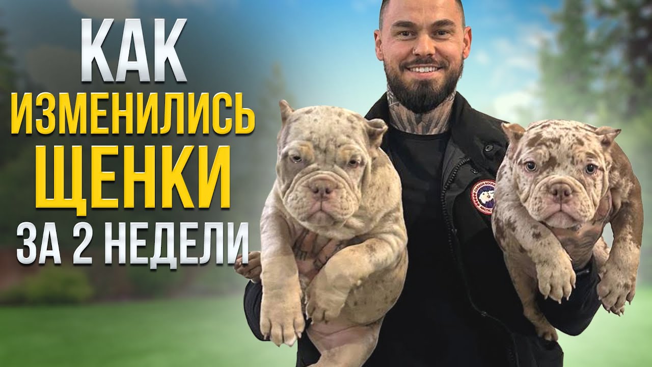 Самая удобная собака для жизни БУЛЛИ!!!