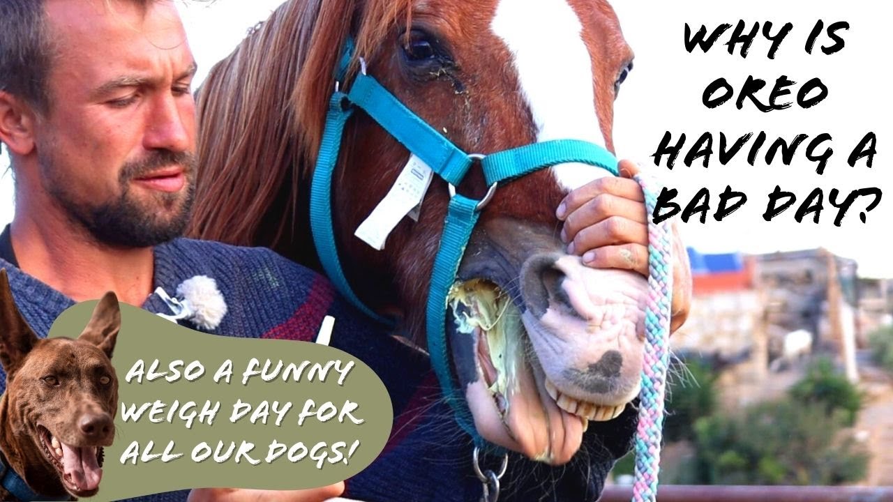 GIANT DOG, NEW HORSE RESCUE, WORMING DONKEYS (A Week In The Life) | Tenerife Horse Rescue