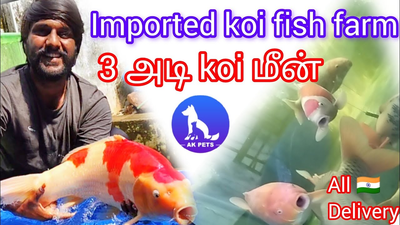 3 அடி koi மீன் ஆ 😱/Imported koi fish farm /krl aqua/Japanese🇯🇵 koi farm /kerala koi farm 