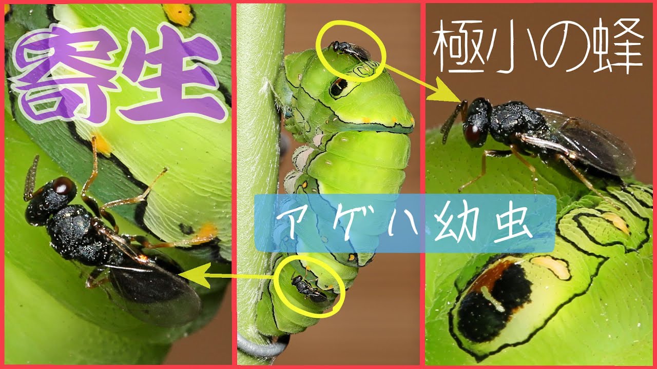アゲハチョウの寄生虫＆落ちたサナギはどうなるのか実験
