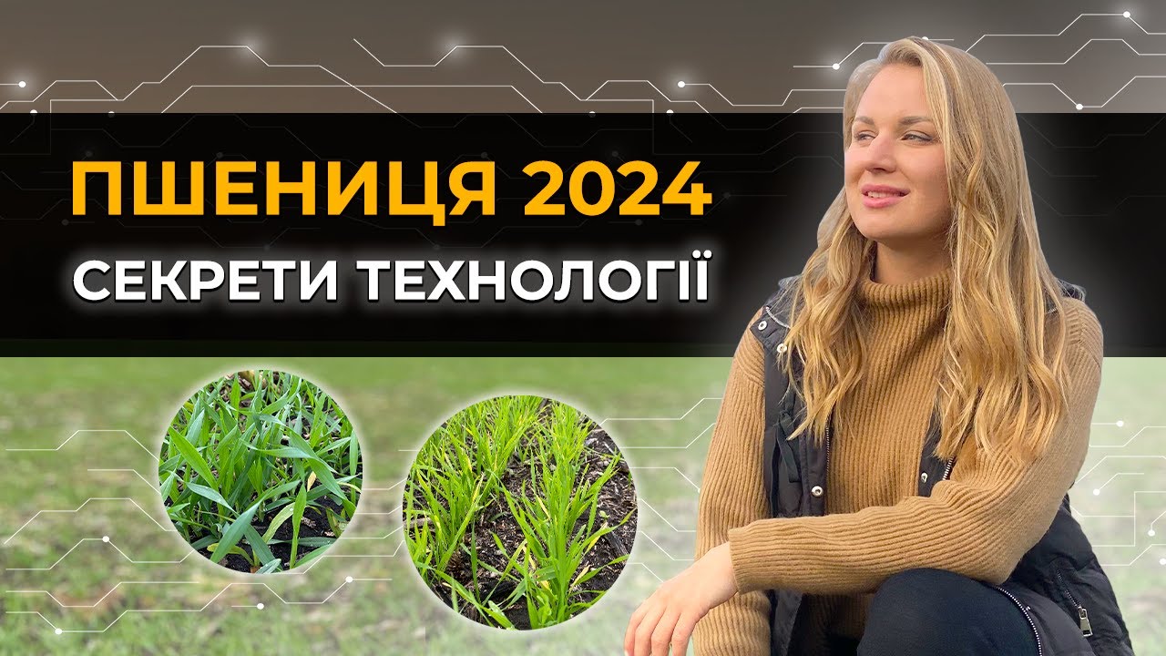 😲ВДВІЧІ БІЛЬШИЙ УРОЖАЙ ПШЕНИЦІ🌾 НА ПІВДНІ!
