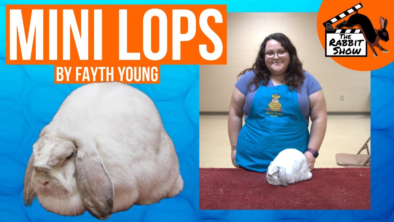 Mini Lops by Fayth Young - National Best of Breed breeder