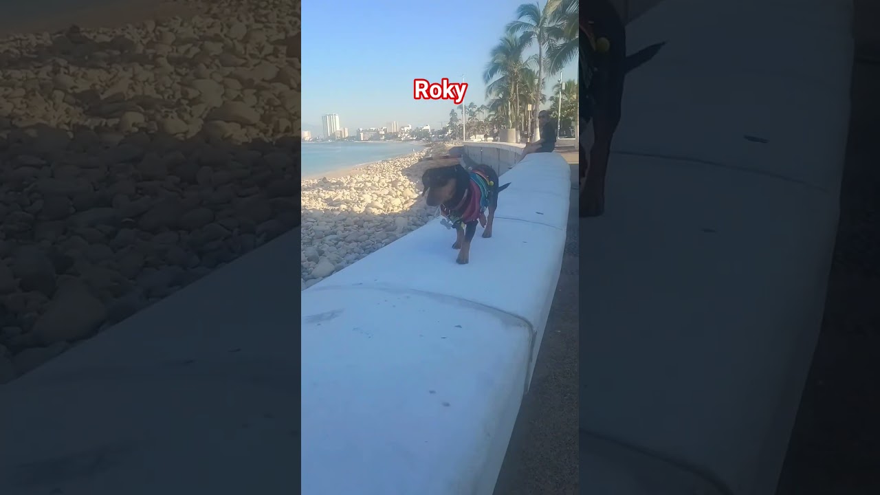 Muchas gracias por su apoyo, seguiremos subiendo más videos de roky 🤗🐕
