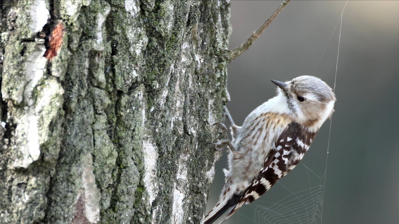 쇠딱따구리 울음소리 (Japanese pygmy woodpecker)