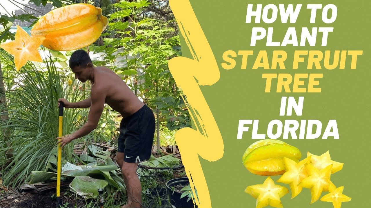 How To Plant A Star Fruit Tree In Florida (Carambola)