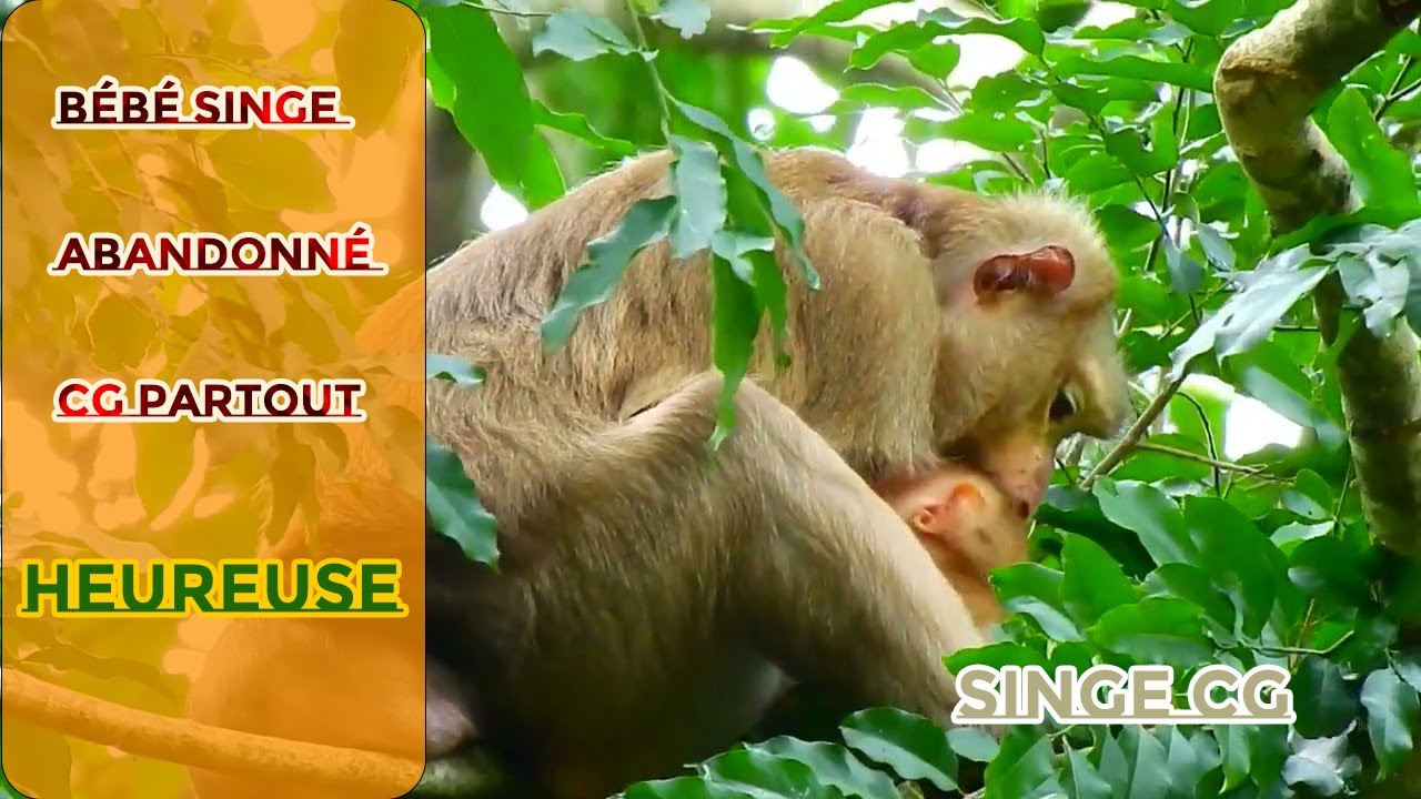 Bébé singe abandonné CG partout !!