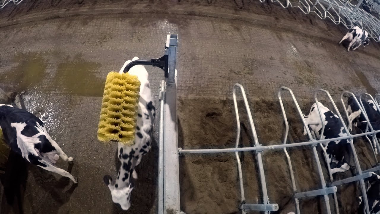 Easy Swing Brush = Comfortable Cows