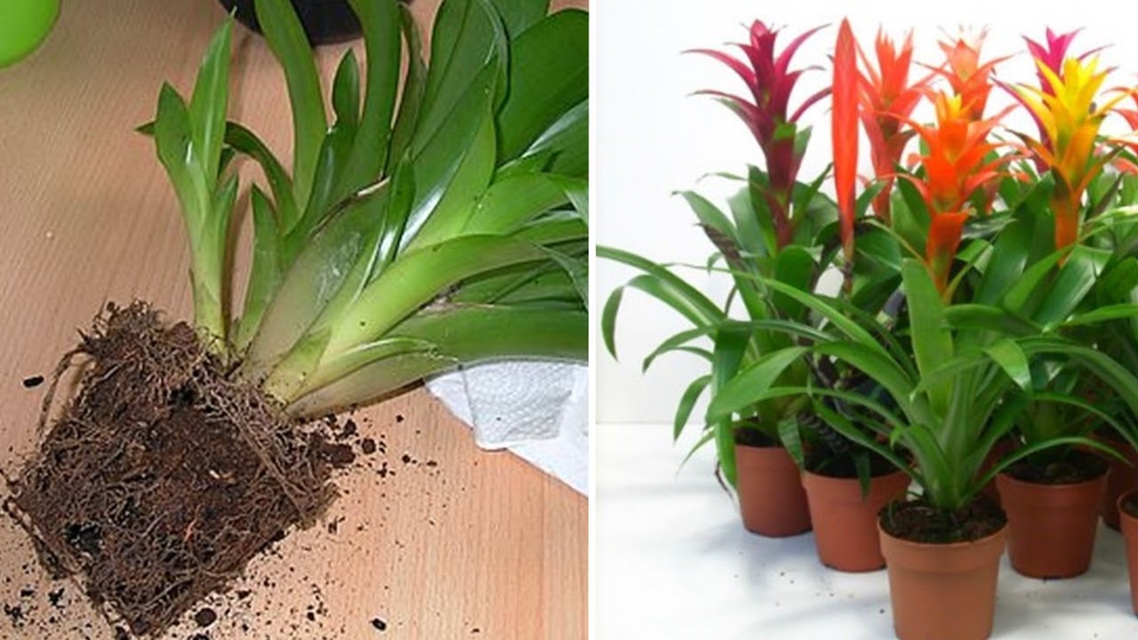 COMO PLANTAR BROMÉLIA NO VASO PASSO A PASSO