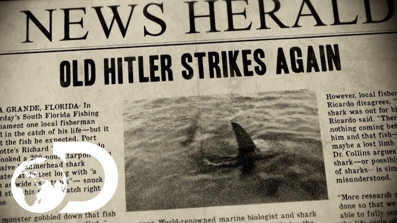 Old Hitler | Monster Hammerhead