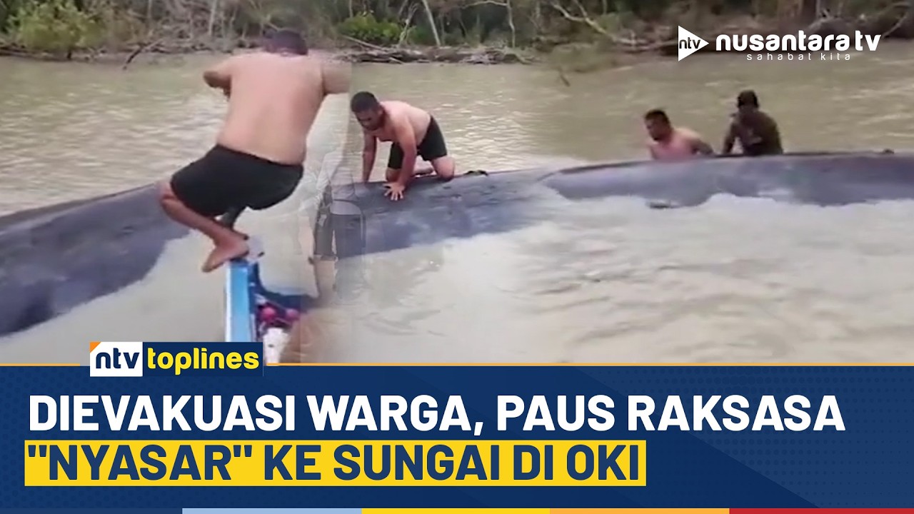Viral! Paus 15 Meter Masuk Sungai di OKI, Sempat Dievakuasi Warga tapi Akhirnya Ditemukan Mati | NTV