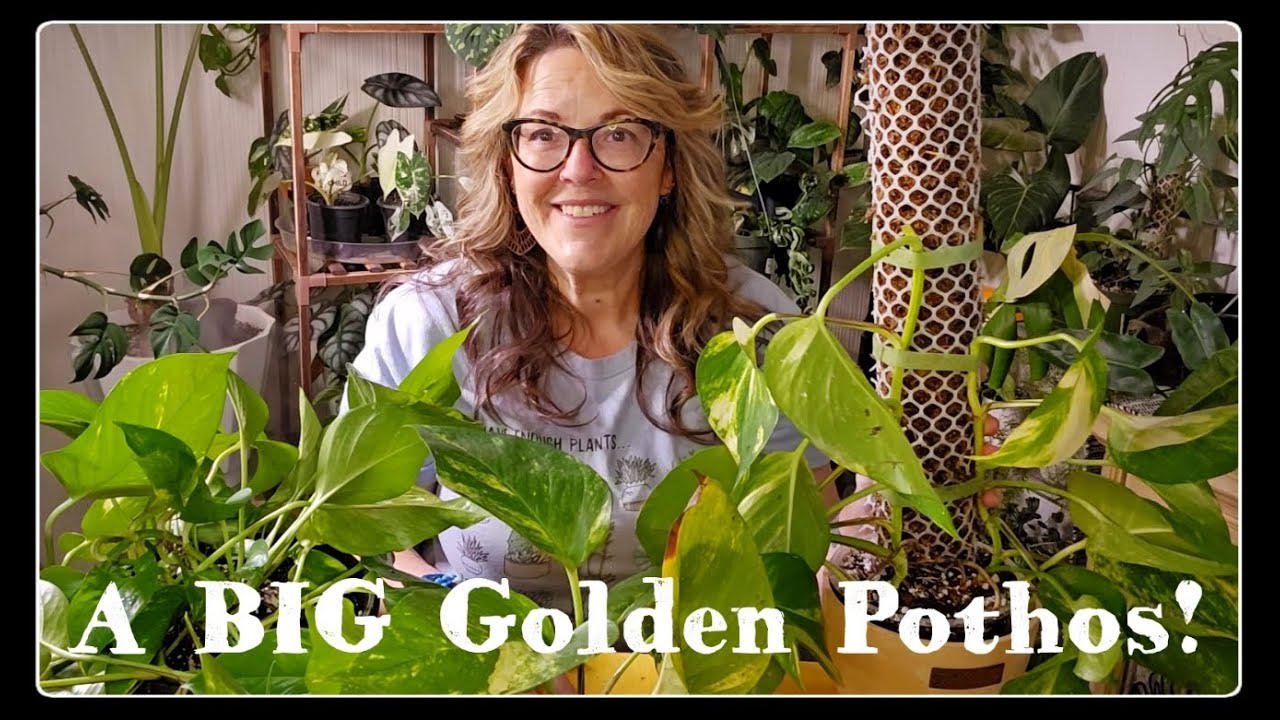 Repotting a Giant Golden Pothos & Making a DIY Moss Pole!