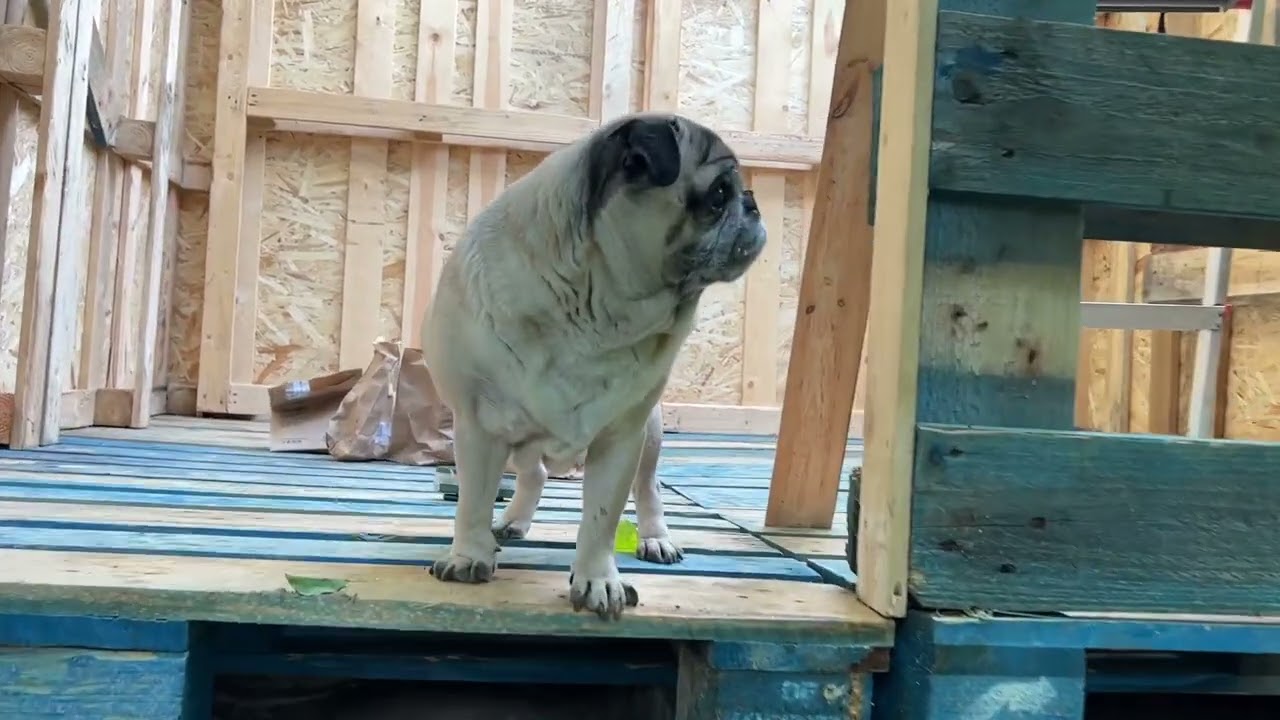 DIY with Maurice The Pug