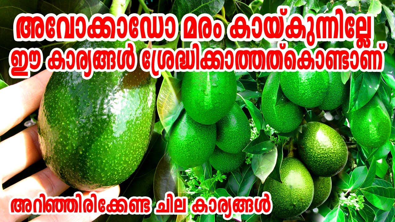 അവോക്കാഡോ കായ്ക്കാൻ ഈ കാര്യങ്ങൾ അറിയൂ/Avocado Plant In Malayalam/Avocado krishi/Avocado Cultivation