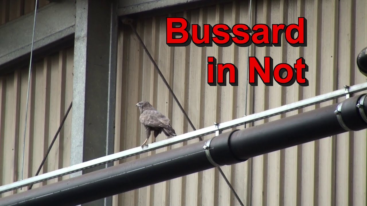 Bussard aus der Luft geschossen - Tiernotruf #45