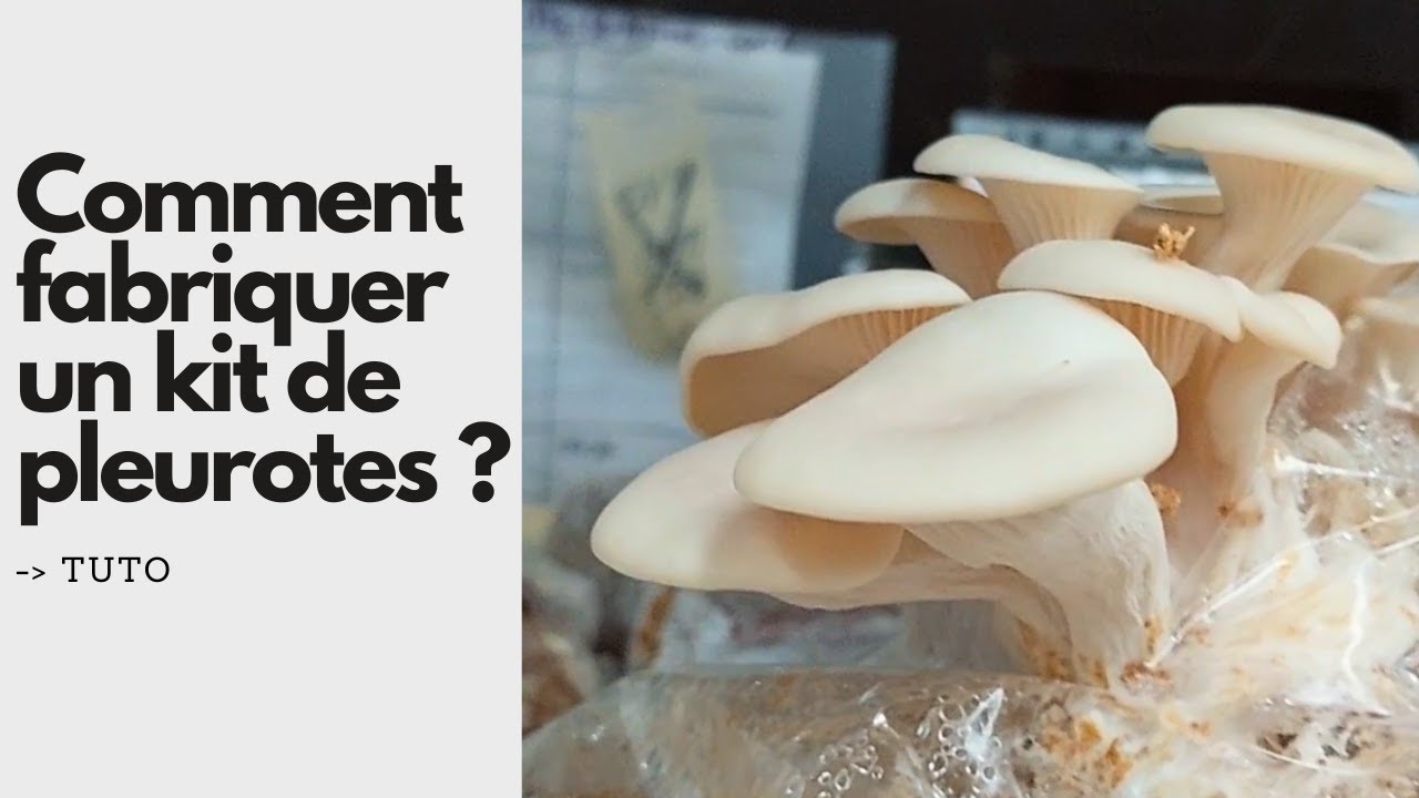 Kit DIY Pleurote Bio - Guide Complet