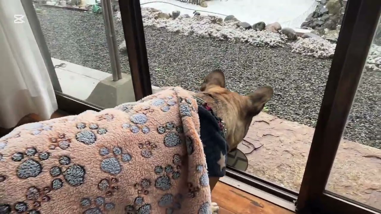 雪の日の おこげさん
