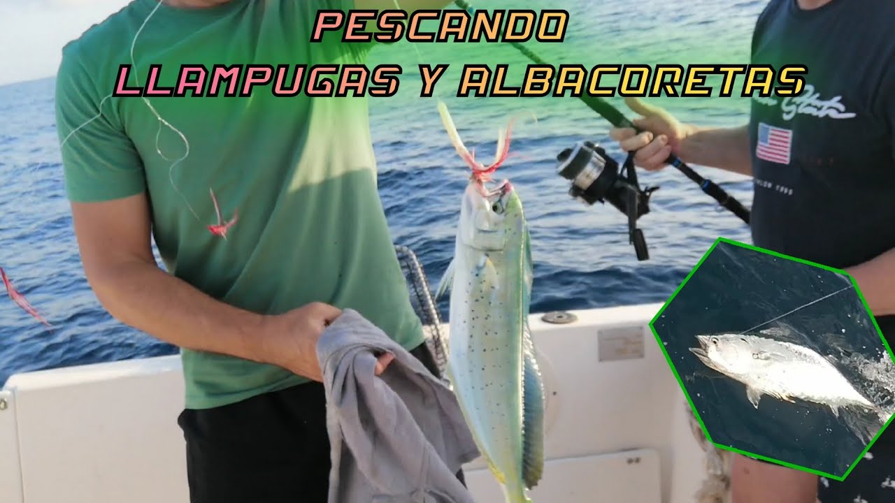 primeras Llampugas y albacoretas de temporada